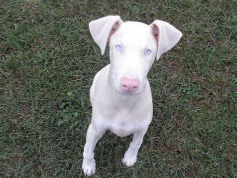 Beautiful White Doberman Pinscher Doberman Puppy Doberman Pinscher Dog