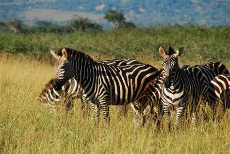 Zebras In Africa Photo By Lara Noack Of Tripcentralca Zebras
