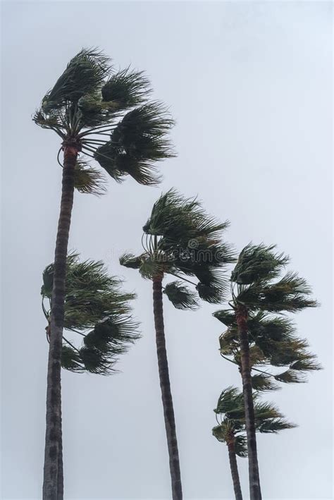 Palm Trees In High Wind With Stormy Sky In The Background Stock Image