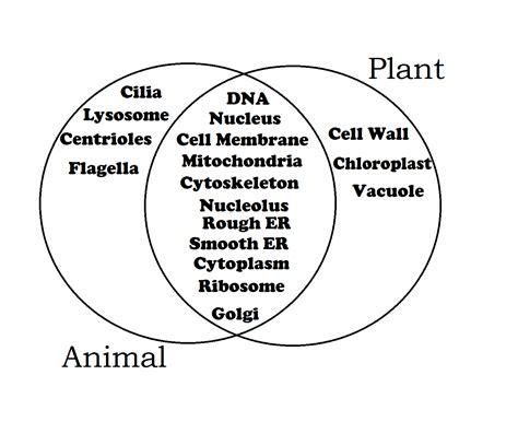 As hard as it may be to imagine, biologists believe that at an early point in the evolution of life on earth, plants and animals once shared a common ancestor. Acids And Bases Venn Diagram - Hanenhuusholli