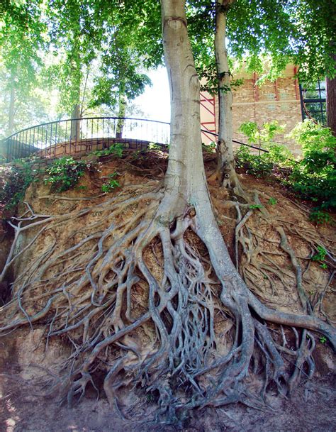 Picture Of The Day Tree Roots Exposed Twistedsifter