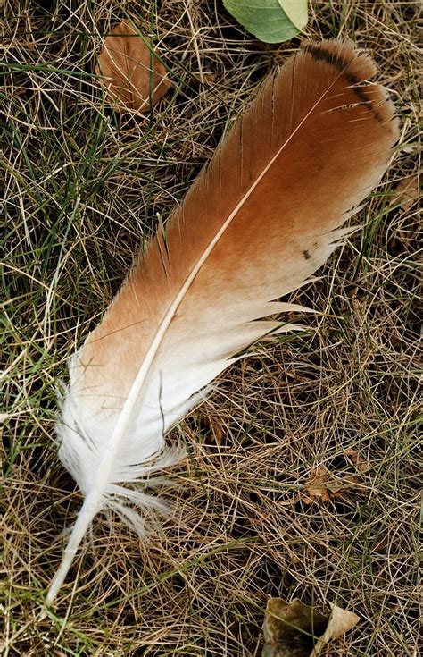 Red Tailed Hawk Feather Red Tail Hawk Feathers Hawk Feathers Red