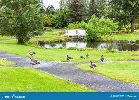 Ducks In Park In Laugardalur Valley Of Reykjavik Stock Image Image Of
