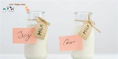 Benefits Of Soy Milk Vs Cow Milk Which One Should You Choose Cow