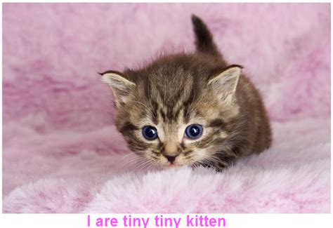 Tiny Tiny Kitten Cute Picture Furry Talk