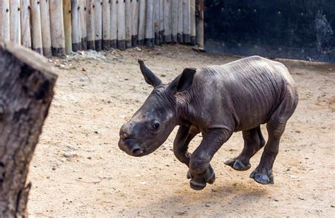 An Adorable Baby Rhinoceros Comes Running Whenever He Hears His Name