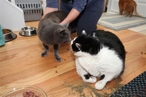 Sprinkles May Be One Of The Worlds Fattest Cats Tipping The Scales