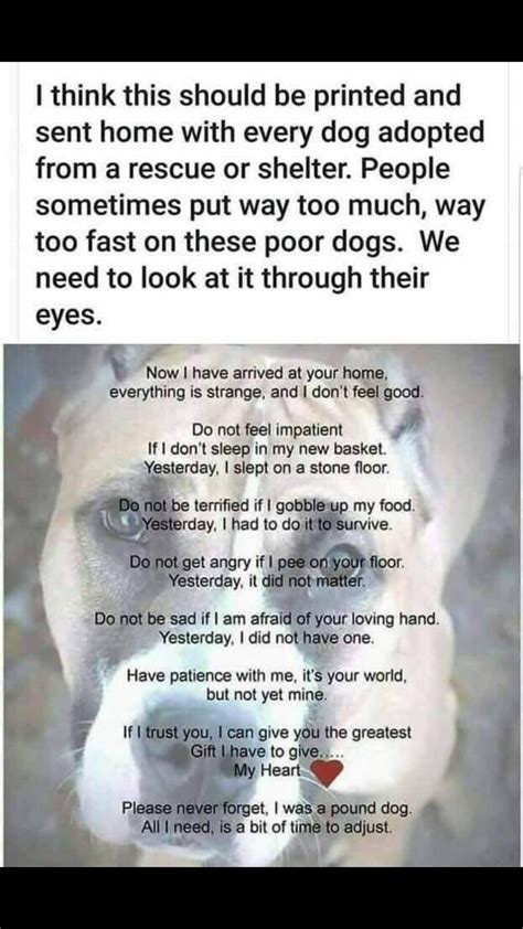 Pin By Donna Wienckowski On Pets Poor Dog Rescue Dog Quotes Dog Quotes