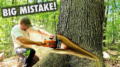 Felling Big Oak Trees For Lumber Youtube