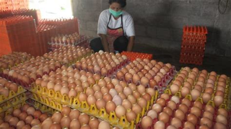 Harga Telur Ayam Naik Krjogja