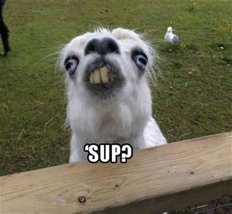 28 Best Images About Alpaca Memes On Pinterest Animal