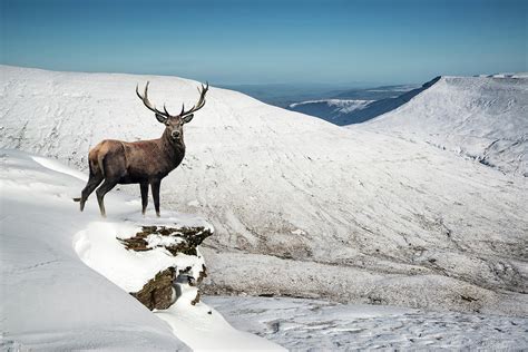 Beautiful Red Deer Stag In Snow Covered Mountain Range Festive S