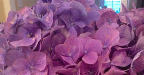 Two It Yourself How To Dry Hydrangeas