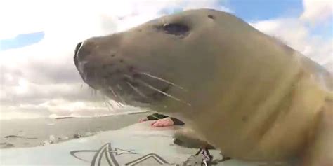 Seal Joins Surfers Catches A Wave Videos The Dodo