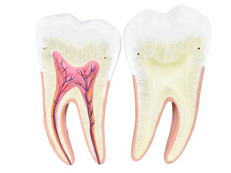 Dentes Em Partes Incisivo Canino E Molar Sd H