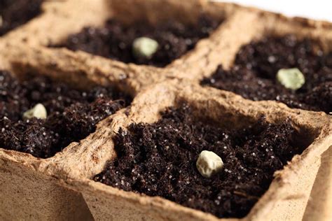 How To Start Seeds Indoors — San Diego Seed Company