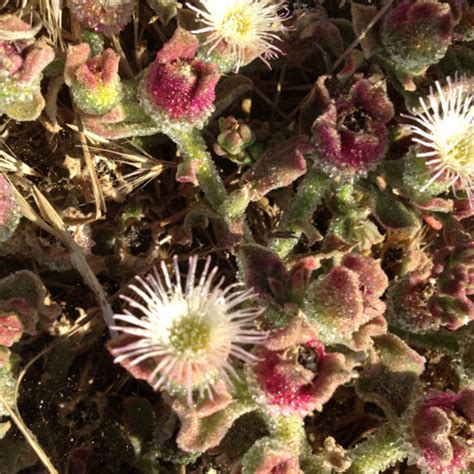 Crystalline Ice Plant Project Noah