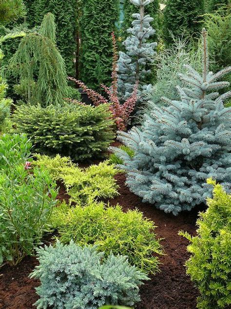 Dwarf Evergreen Trees Zone 7 Okejely Garden Plant