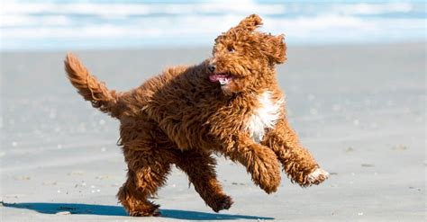 Irish Doodle Dog Breed Complete Guide A Z Animals