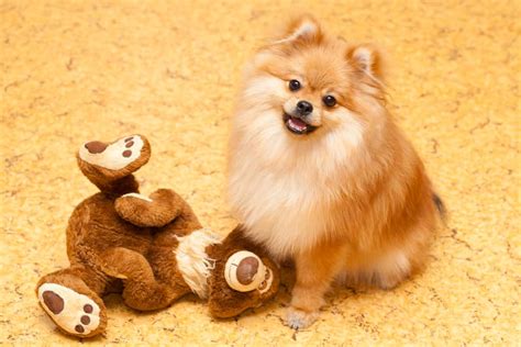 15 Small Puppies That Look Like Teddy Bears References Artworkfer