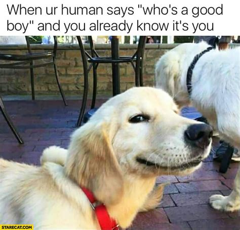 When Your Human Says “whos A Good Boy” And You Already Know Its You