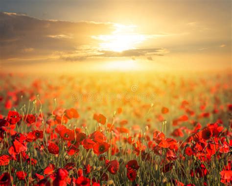 Red Poppy Field At Stock Image Image Of Boundless Panoramic 32657061