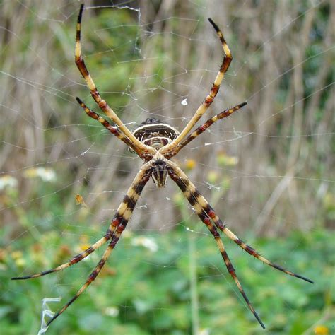 Silver Garden Spider Argiope Argentata Female View Full Flickr