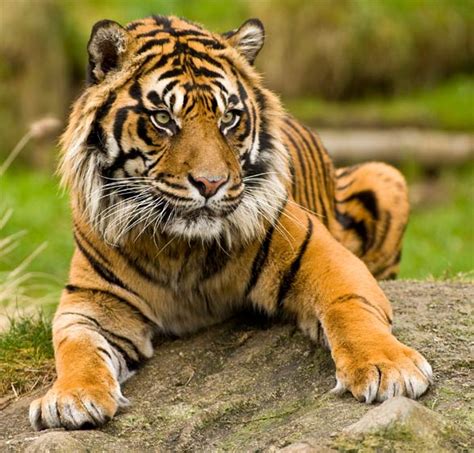 El Tigre De Sumatra Tigre Más Pequeño Hippocrates Guild