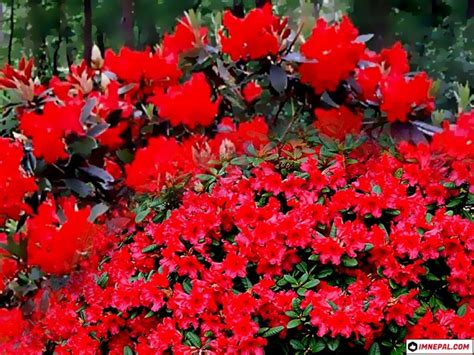 Everything You Wanna Know About National Flower Of Nepal
