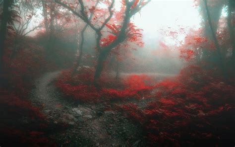 Nature Landscape Forest Mist Path Trees Daylight Red Leaves Fall