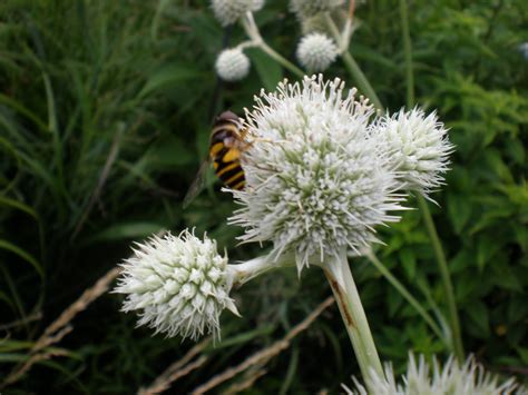 Effect on flowering, pollination, fruit set greater than 32° c (90° ) day temp. pollinators-welcome: Rattlesnake Master Pollinator Information
