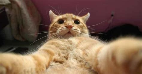 30 Funny Cat Selfies Youll Wish Your Cat Took