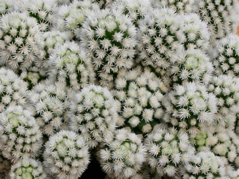 Arizona Snow Cap Mammillaria Vetula Subsp Gracilis World Of
