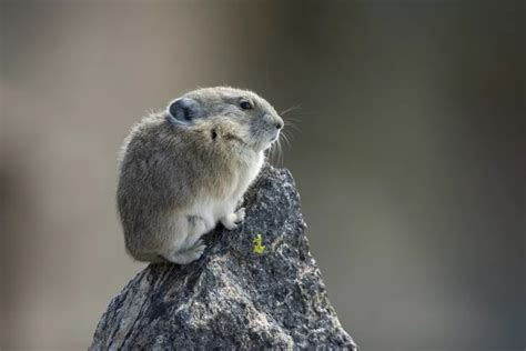 American Pika Is Resilient In Face Of Climate Change American Pika