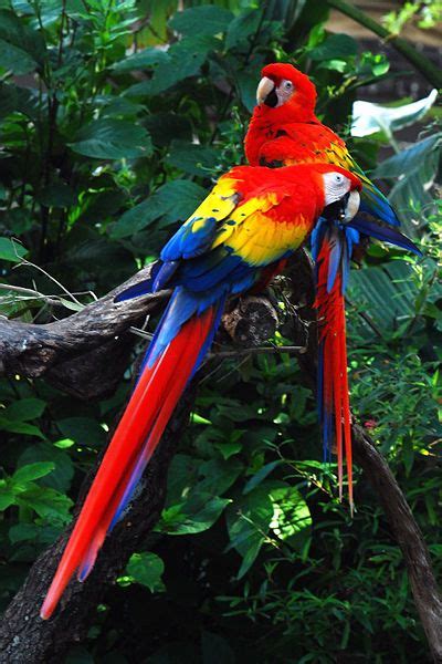Parrots Majestic Birds Nature Documentary