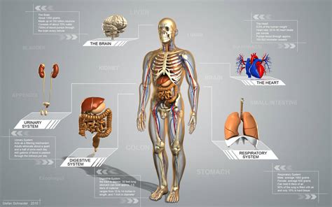Human Anatomie By Stefan1502 On Deviantart
