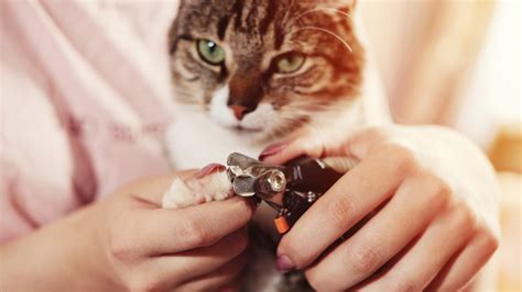 how to trim your cat s claws when they really don t want you to toronto humane society