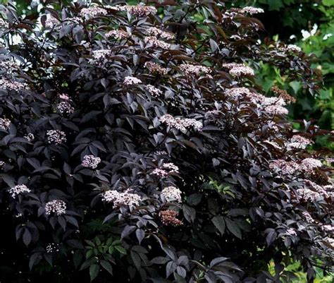 28 Black Flowers And Plants To Add Drama To Your Garden Balcony