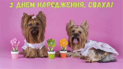 В твій день ангела бажаю тобі, щоб все, про що мрієш, збувалося, щоб жила ти щасливо, рідна, і все, що робиш. З Днем народження, свахо! (Песики) - YouTube