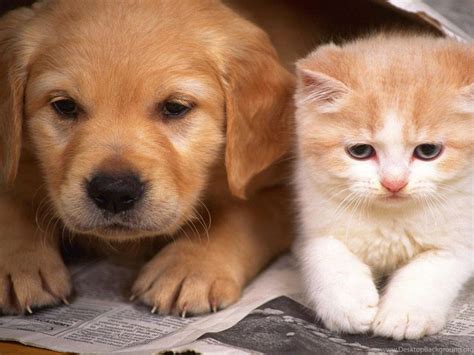 Cats And Dogs Wallpapers Hd Cute Dog And Cat Wallpapers Hd Wallpapers