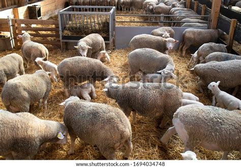 Sheep Stable Group Sheep Domestic Animals Stock Photo Edit Now 1694034748