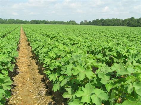 Cotton Farming Guide Planting Care Yield Harvesting Agri Farming