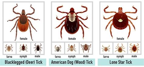 All You Need To Know About The Different Types Of Ticks Scoop Empire