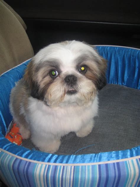 The puppy cut the puppy cut is one of the lowest maintenance haircuts there is for a shih tzu. Shih tzu FEVER!: Grooming at Aromapet Salon