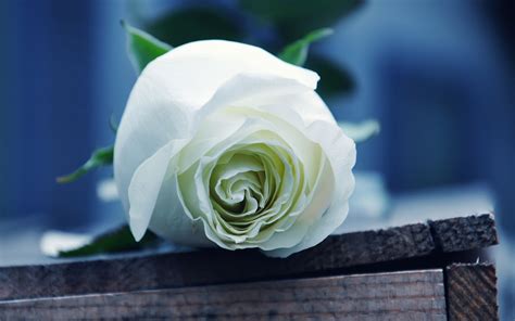 Free Download Beautiful White Rose Flower Macro Wallpaper De 8155