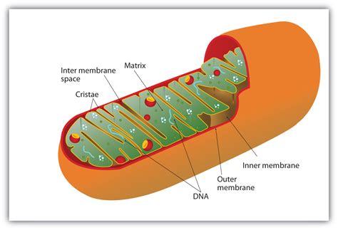 Respiration occurs in which cell organelle? Stage III of Catabolism