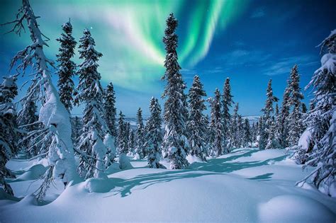 Protecting North Americas Boreal Forest Canopy