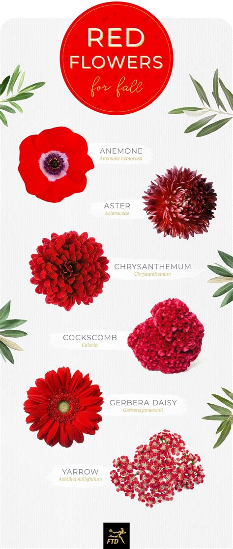 40 types of red flowers red flowers red flower names types of red