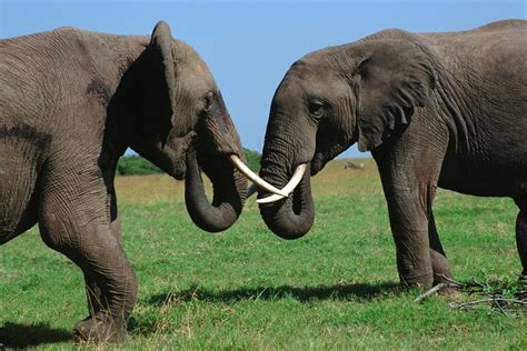 Free Photo Fight Africa Tusk Bull Elephant Animals Jungle Max Pixel