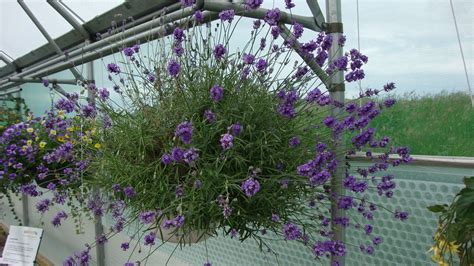 Most baskets require daily watering, so when you are choosing weeds and pests usually are not a big problem for hanging baskets, but it is a good idea to inspect your basket garden for weeds or signs of insects. Hanging baskets | Best indoor hanging plants, Plants ...